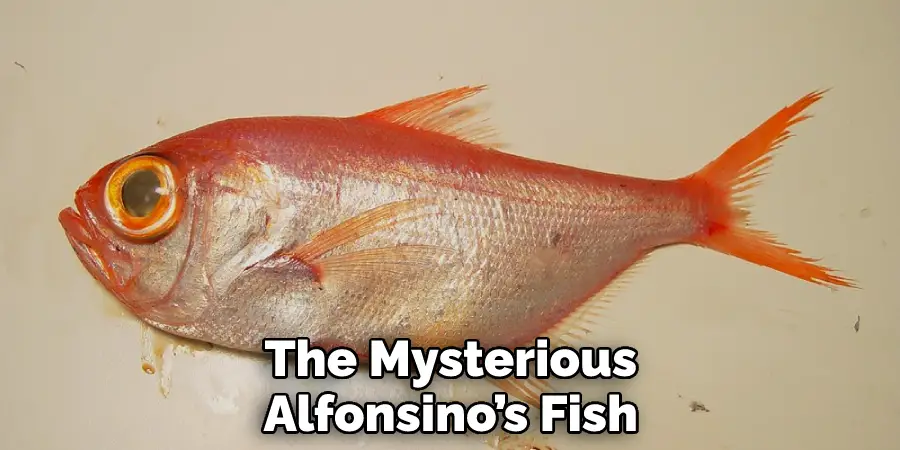 The Mysterious Alfonsino’s Fish