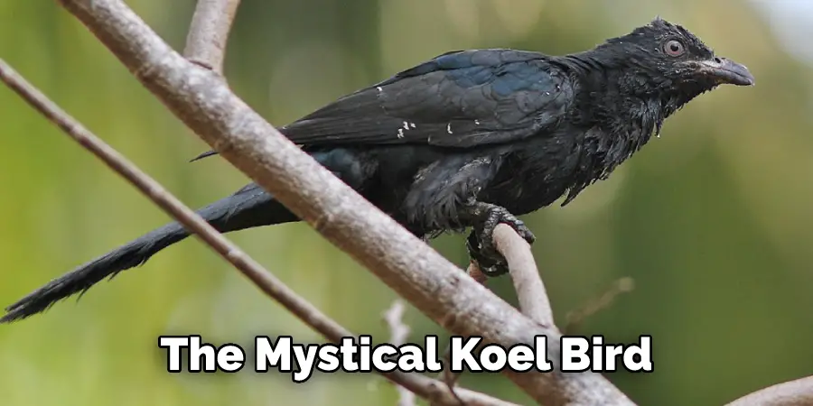 The Mystical Koel Bird