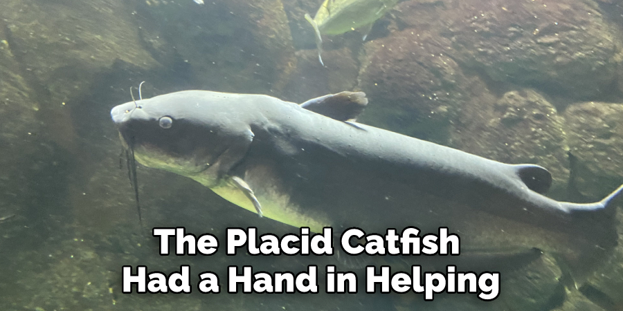 The Placid Catfish 
Had a Hand in Helping