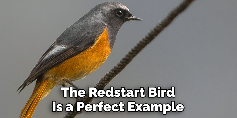 The Redstart Bird
is a Perfect Example