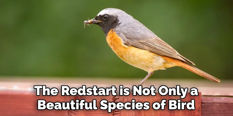 The Redstart is Not Only a Beautiful Species of Bird