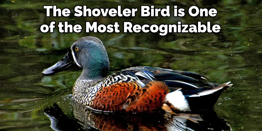 The Shoveler Bird is One of the Most Recognizable