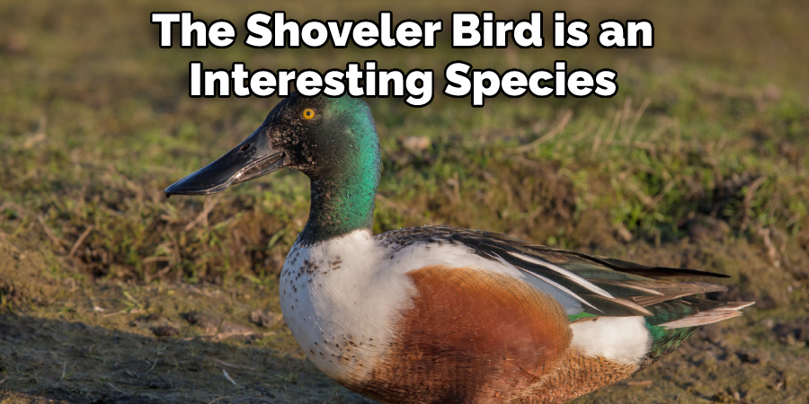 The Shoveler Bird is an
Interesting Species