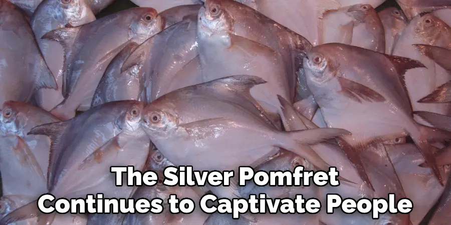 The Silver Pomfret Continues to Captivate People