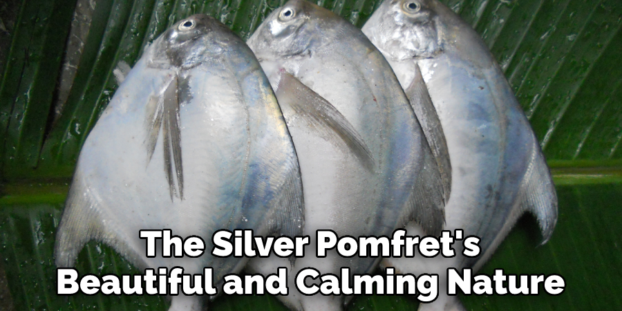The Silver Pomfret's Beautiful and Calming Nature