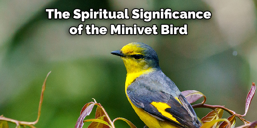 The Spiritual Significance of the Minivet Bird