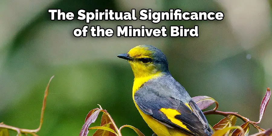 The Spiritual Significance of the Minivet Bird