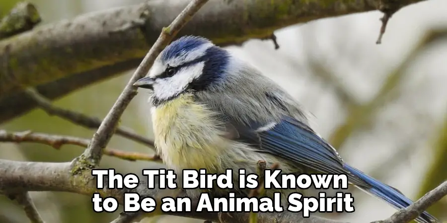 Blue Tit Spiritual Meaning And Interpretation