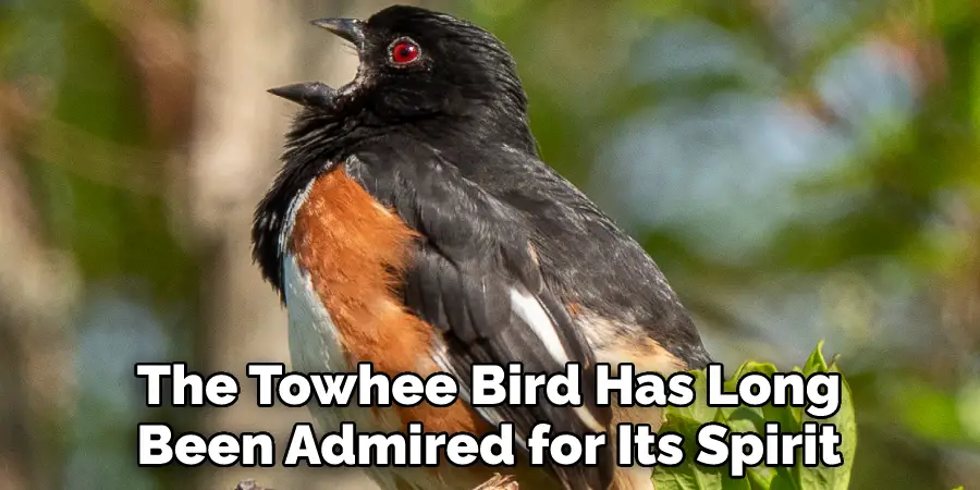 The Towhee Bird Has Long Been Admired for Its Spirit