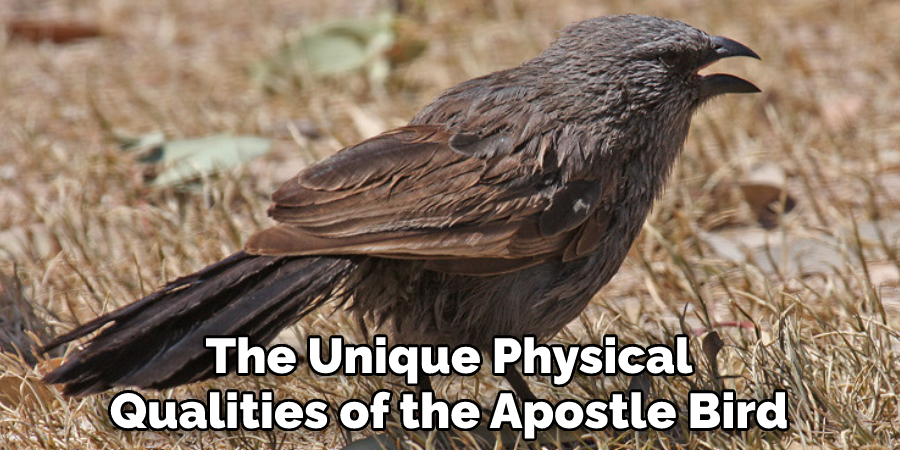 The Unique Physical Qualities of the Apostle Bird