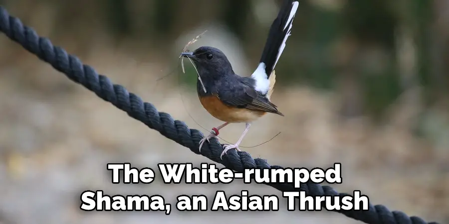 The White-rumped
Shama, an Asian Thrush