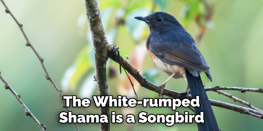 The White-rumped Shama is a Songbird