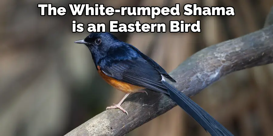 The White-rumped Shama is an Eastern Bird