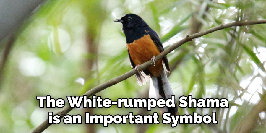 The White-rumped Shama is an Important Symbol