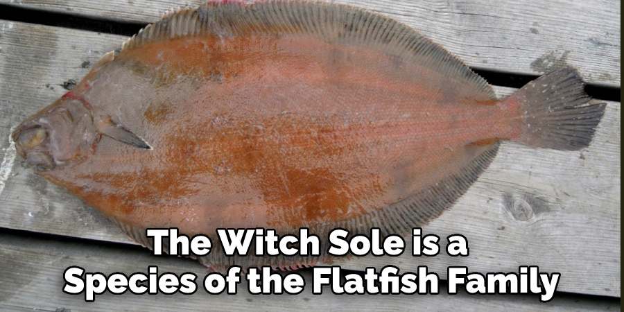 The Witch Sole is a 
Species of the Flatfish Family