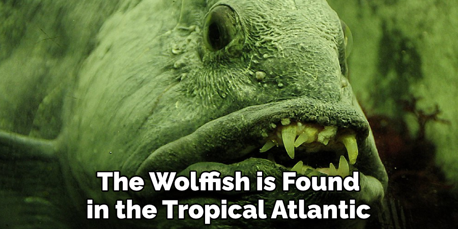 The Wolffish is Found
in the Tropical Atlantic