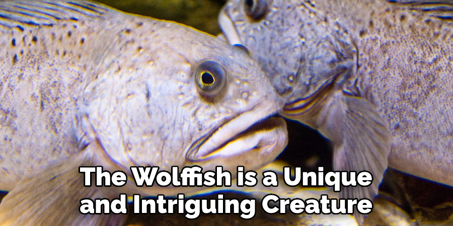 The Wolffish is a Unique and Intriguing Creature