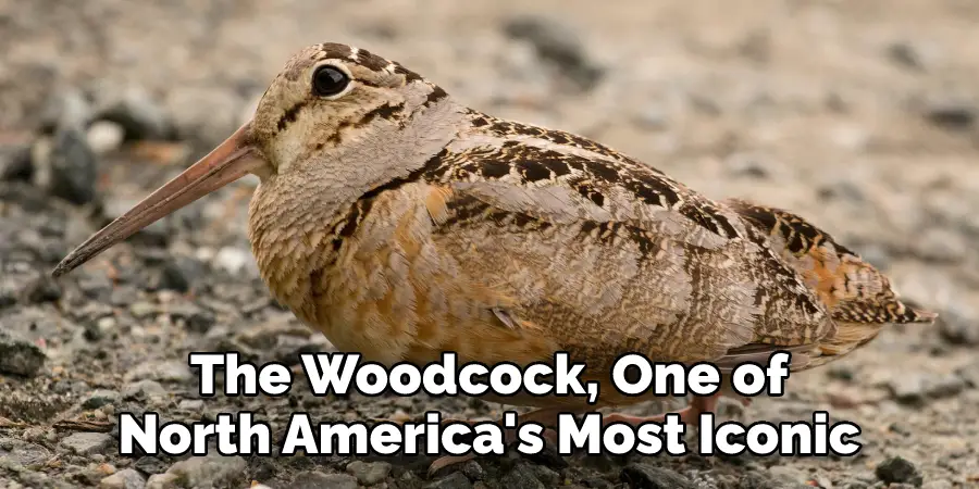 The Woodcock, One of
North America's Most Iconic