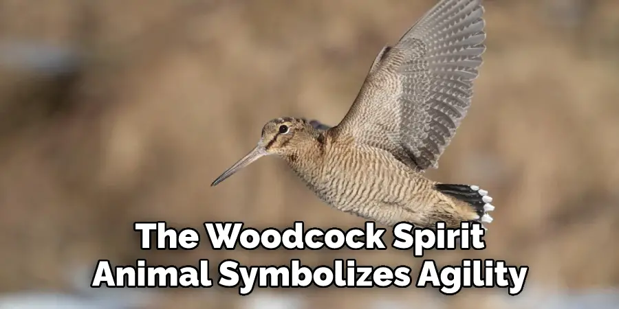 The Woodcock Spirit
Animal Symbolizes Agility