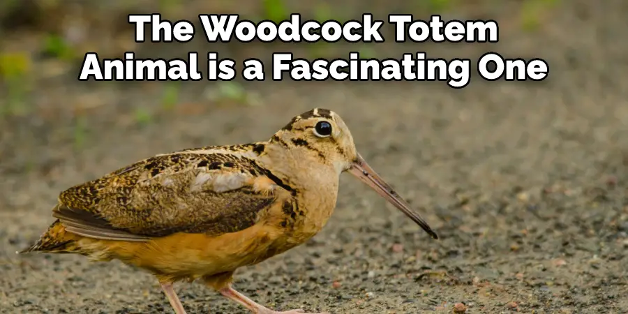 The Woodcock Totem Animal is a Fascinating One