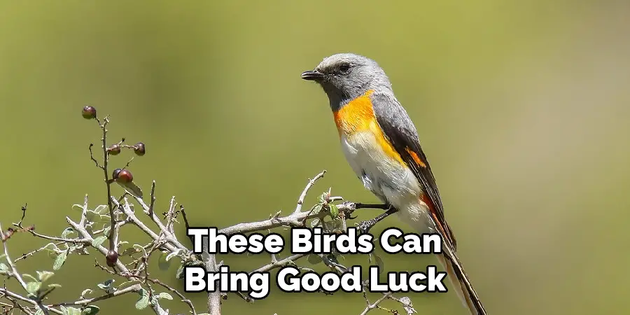 These Birds Can Bring Good Luck