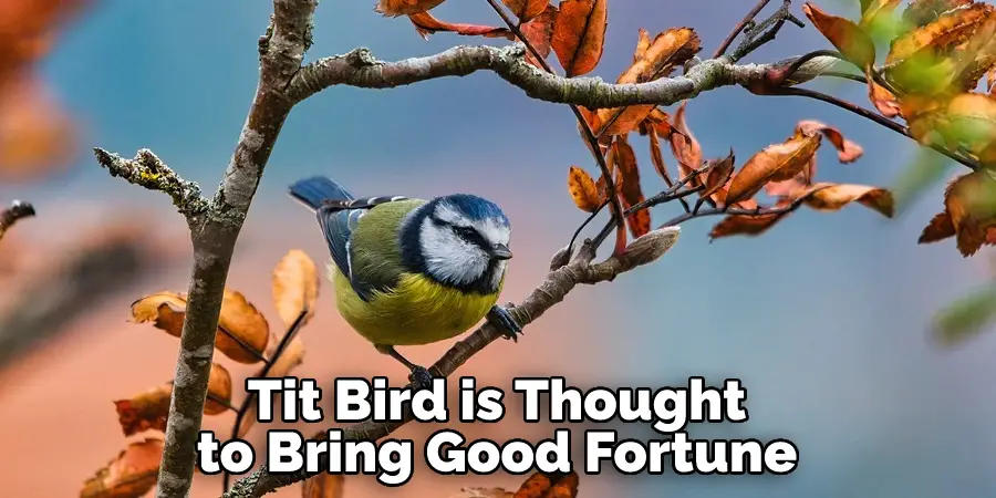 Tit Bird is Thought
to Bring Good Fortune