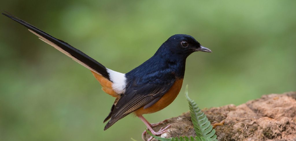 White-rumped Shama Spiritual Meaning