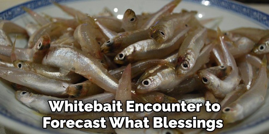 Whitebait Encounter to Forecast What Blessings 