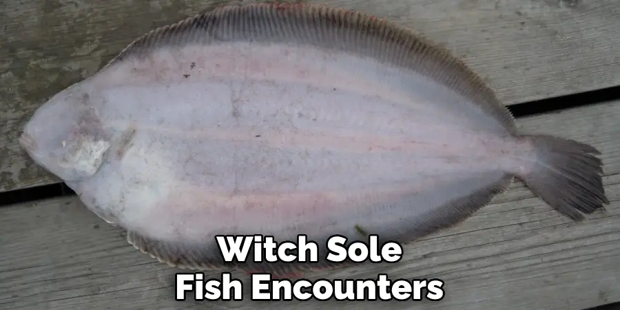 Witch Sole Fish Encounters