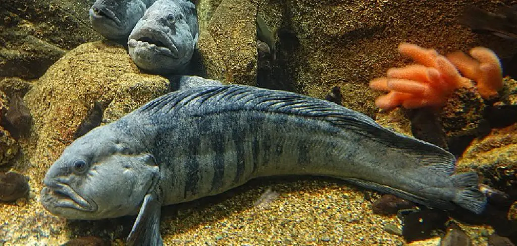 Wolffish Spiritual Meaning