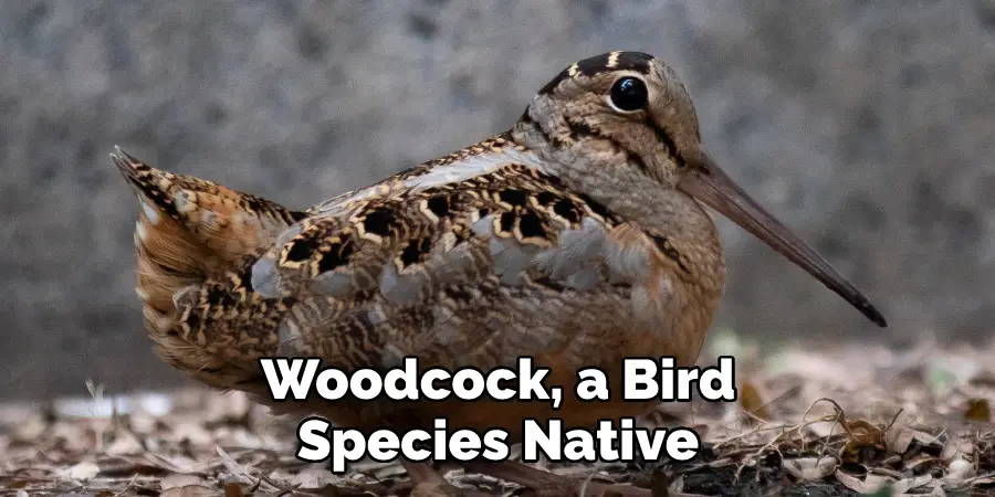 Woodcock, a Bird Species Native