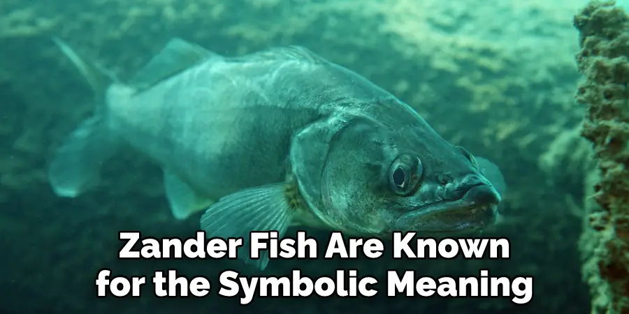 Zander Fish Are Known for the Symbolic Meaning