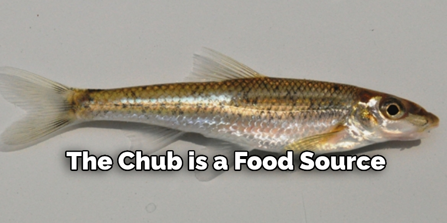  the Chub is a Food Source