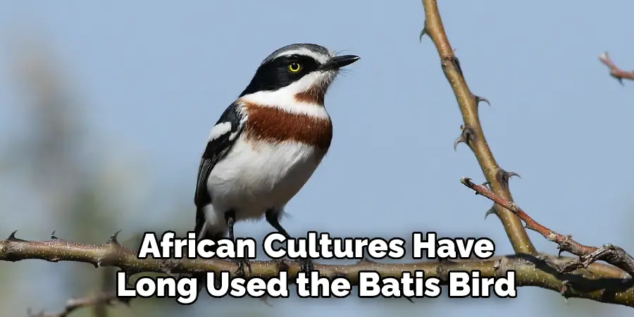 African Cultures Have Long Used the Batis Bird