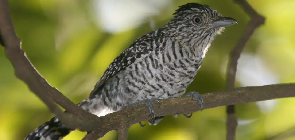 Antshrike Spiritual Meaning