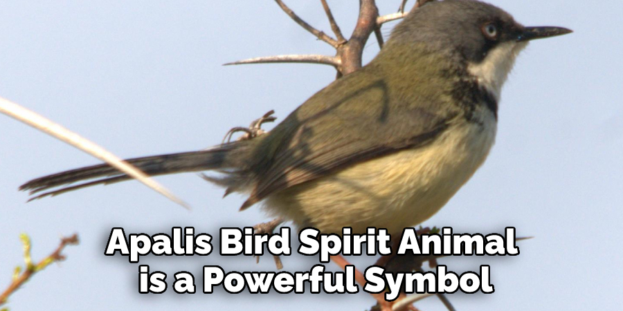 Apalis Bird Spirit Animal
 is a Powerful Symbol
