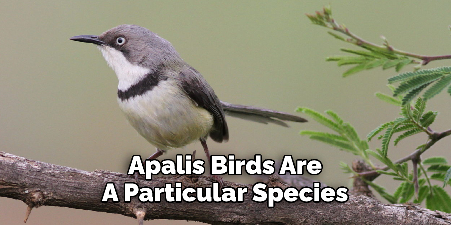 Apalis Birds Are 
A Particular Species 