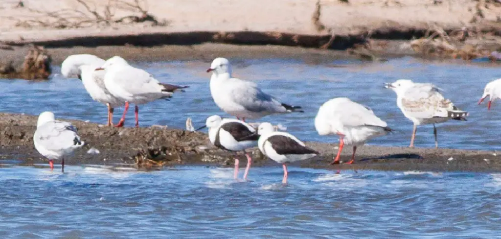 Banded Stilt Spiritual Meaning