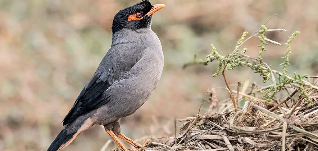 Bank Myna Stilt Spiritual Meaning