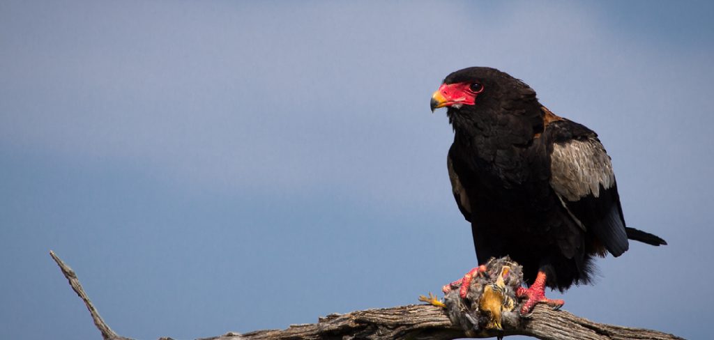 Bateleur Spiritual Meaning, Symbolism and Totem