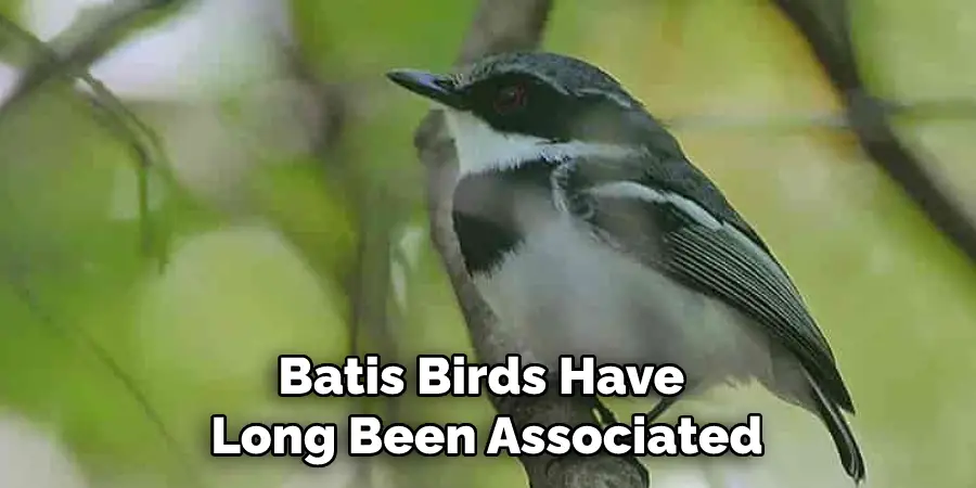 Batis Birds Have  Long Been Associated