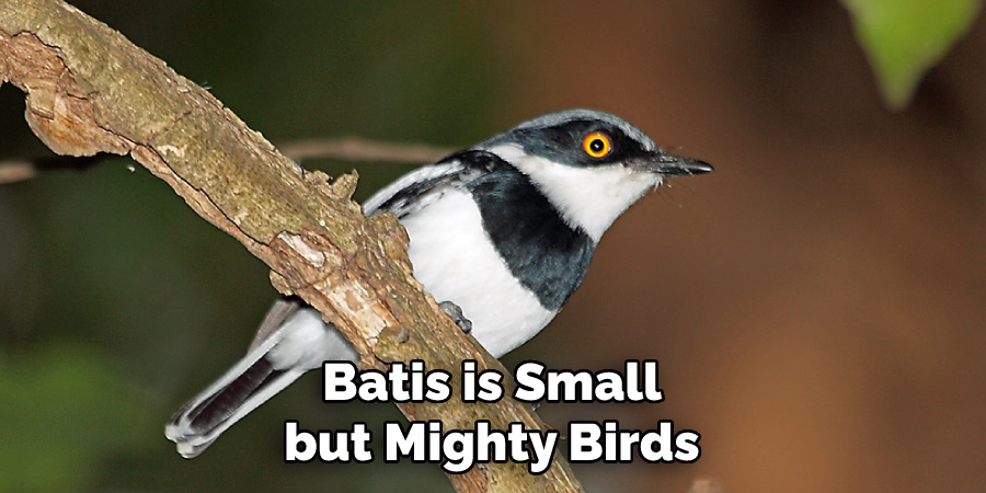 Batis is Small but Mighty Birds