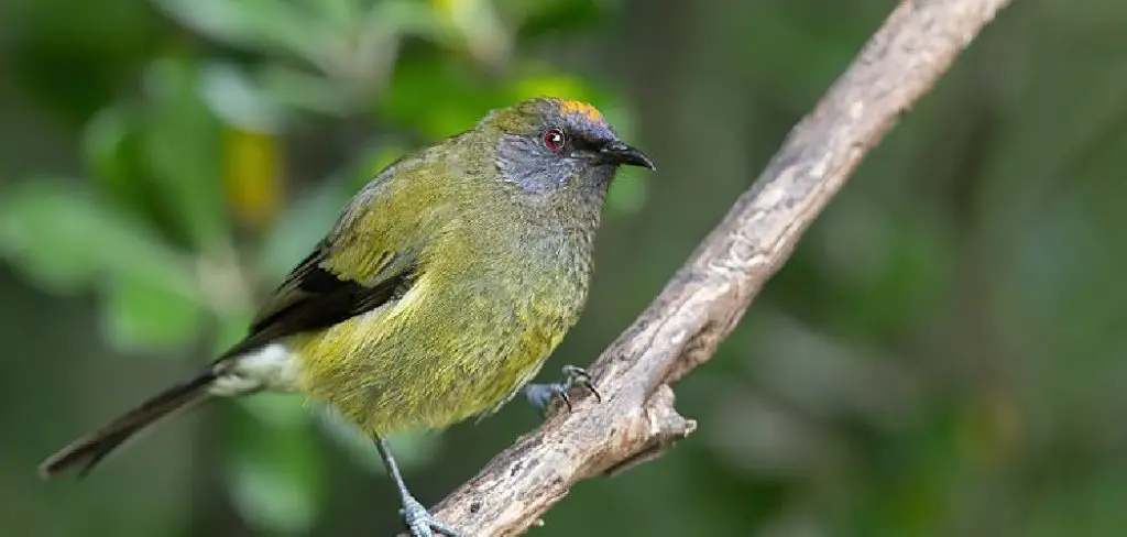 Bellbird Spiritual Meaning, Symbolism and Totem