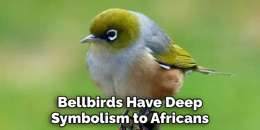 Bellbirds Have Deep Symbolism to Africans