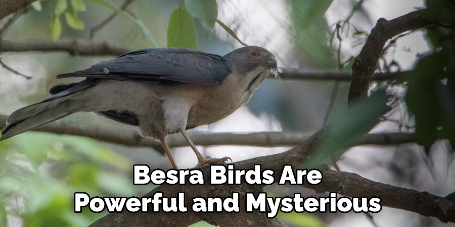Besra Birds Are Powerful and Mysterious