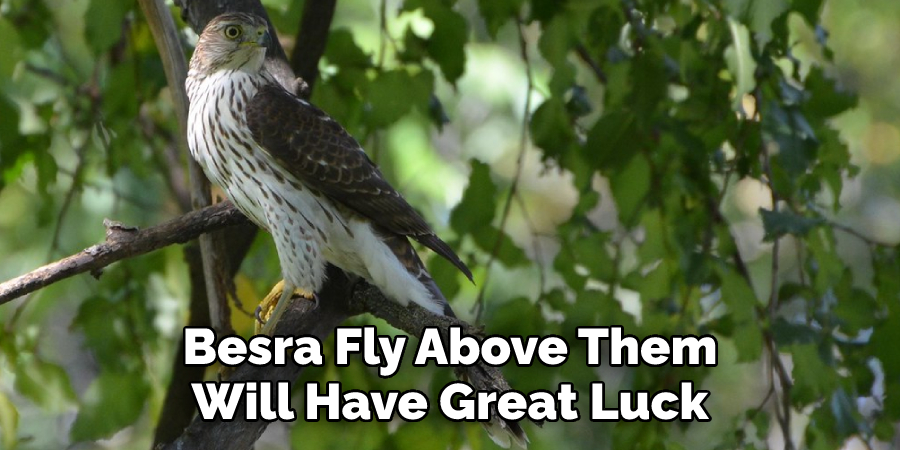 Besra Fly Above Them Will Have Great Luck
