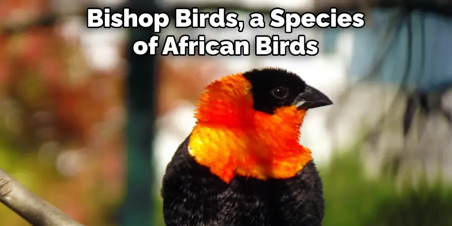Bishop Birds, a Species of African Birds
