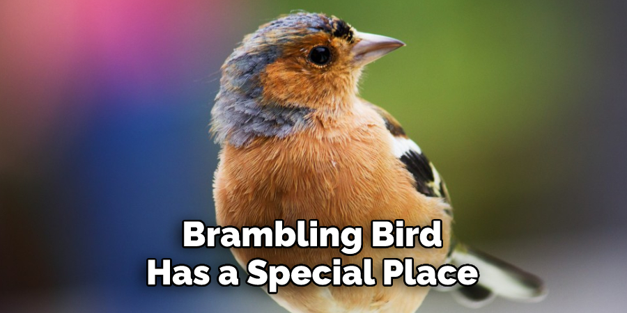 Brambling Bird 
Has a Special Place