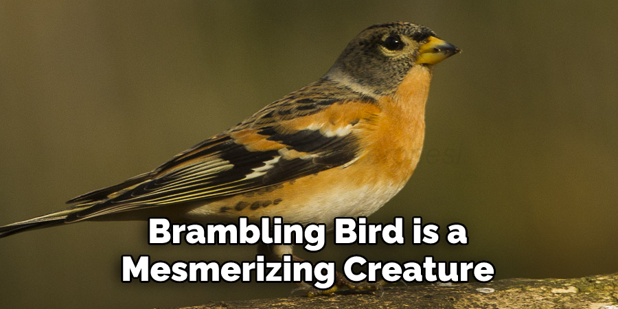 Brambling Bird is a 
Mesmerizing Creature
