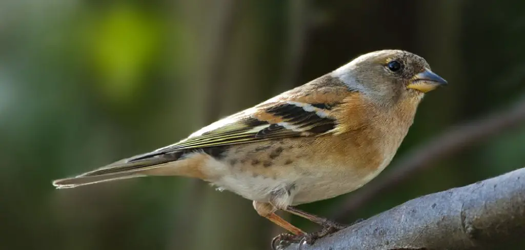 Brambling Spiritual Meaning